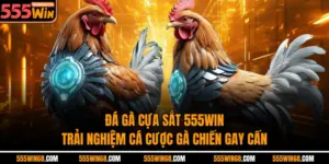 Đá Gà Cựa Sắt 555Win - Trải Nghiệm Cá Cược Gà Chiến Gay Cấn