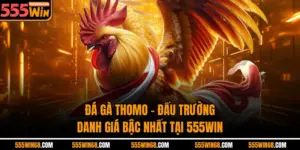 Đá Gà Thomo - Đấu Trường Danh Giá Bậc Nhất Tại 555Win